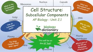 Cell Structure Subcellular Components  AP Biology 21 [upl. by Hudis]