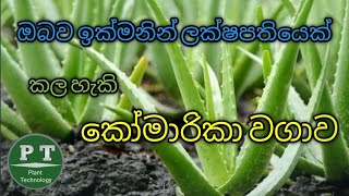 How To Planting Aloe Vera in commercially amp How To Make Money Quickly From Aloe Vera Cultivation [upl. by Elohcin]