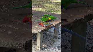 Crimson Rosella Up Close With Rainbow Lorikeets 🌹🦜 australianbirds colorfulbird parrot [upl. by Manaker]