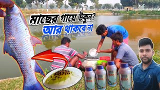 কিভাবে মাছের উকুন Argules দূর করা যায় কোন ওষধ ভালো how to clean your fish body from parasites [upl. by Weksler]