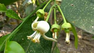 Flowering stage in Chakotha HannuPomeloPampara PanasaSadaphal Fruit Tree [upl. by Ellan415]