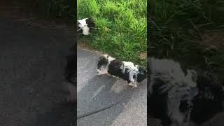 fyndar i gräset båda vovvarna idag på promenad bichon havanais bichonhavanais dogs hund [upl. by Annamarie]