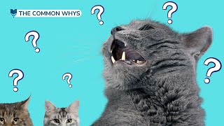 Why do cats purr How Often Does Your Cat Pur [upl. by Politi]