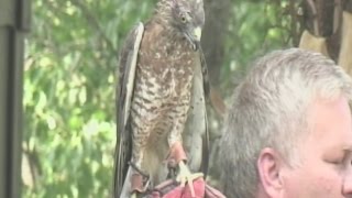 Broadwinged Hawk set free at Mountain Heritage Festival [upl. by Hamel]