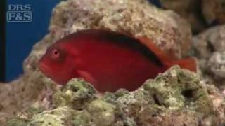 Flame Hawkfish Neocirrhitus armatus  LiveAquariacom [upl. by Malina]