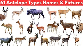 Types of Antelopes Pictures and Animals [upl. by Johny]