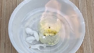 Making The Highly Reactive Chloric Acid [upl. by Aydin]