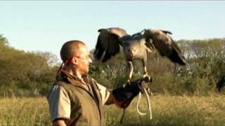 Águila Coronada del Zoo de Buenos Aires [upl. by Nove]