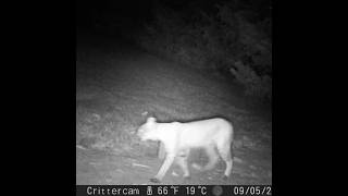 Our “baby” Bobcat is getting big bobcat trailcam wildlife [upl. by Talbott]