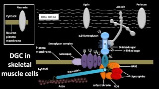 Dystrophin glycoprotein complex or DGC in skeletal muscle cells [upl. by Berenice444]