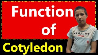 Function Of Cotyledons  Structure and Function of Plants [upl. by Gothurd]