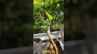 Propagation orange tree by grafting amp gardening tips EP912 shorts [upl. by Buna]