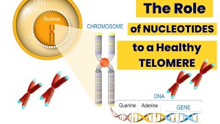 The Role of Nucleotide to a Healthy Telomere [upl. by Anilave]