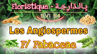 8 Les Angiospermes F Fabaceae  Floristique بالدارجة Svi s4 [upl. by Hannad257]