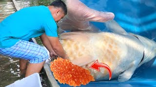 Koi fish breeders actual spawning of eggs  Caught on camera │KOI BREEDING Episode 2 [upl. by Ecinereb]