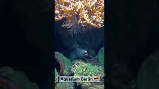 Black and White Moray Gymnothorax favagineus aquarium berlin germany [upl. by Adah]