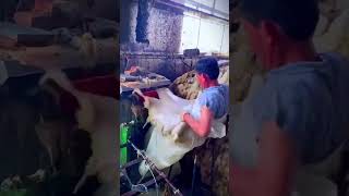 Sheepskin Processing sheep wool agriculture DavidFarming lambfactory [upl. by Bebe]