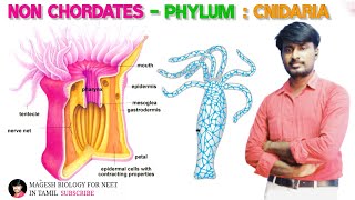 Chapter2 Kingdom Animalia Phylum Cnidaria  class 11  Neet biology [upl. by Ecirtal]