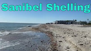 Shelling On Sanibel Island 2023  West Wind Inn Tulip Shells Pen Shell [upl. by Yenar]