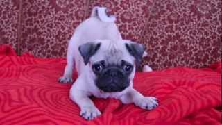 baby pug Carlos barking [upl. by Antipas463]