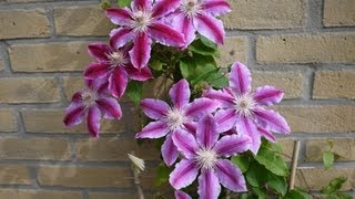 Clematis in a pot [upl. by Robinetta416]