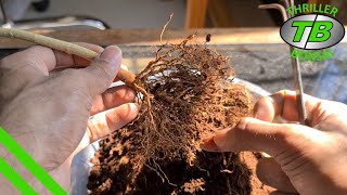 Saptaparni  Training Bonsai From Seed  Year 13 [upl. by Yknarf]