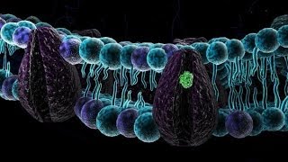 Biologia 08  Membrana plasmatica parte 1 [upl. by Yllatan]