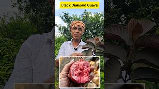 ଦୁଇ ହଜାର ଟଙ୍କିଆ Black Diamond ପିଜୁଳି finally ଆମ ଫାର୍ମରେ rabiorganicfarming [upl. by Nilde]