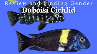 நிறம் மாறும் மீன்  Duboisi Cichlid  Spotted Cichlid [upl. by Acinyt643]