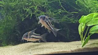 corydoras cw127 spawning [upl. by Allemap634]