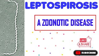 LeptospirosisEpidemiology Bacteriology Symptoms Transmission Diagnosis Prevention Treatment [upl. by Ahseka]