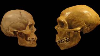 Cro Magnons Facts Learn About Early Humans And Human Fossils [upl. by Izzy]