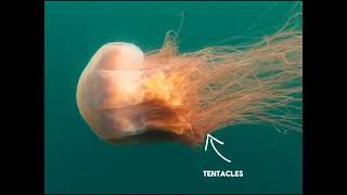 Secrets and Curiosities about Lions Mane Jellyfish [upl. by Ella868]