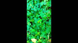 Oxalis plant seeds spreading ☘️💮 oxalis seedspreding seed fire trending ytshorts [upl. by Eat]