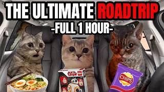 Cat Memes Roadtrip Compilation Full 1 Hour [upl. by Onaivlis780]