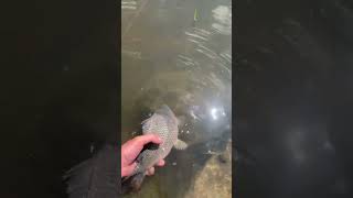 Короп поплив в рідну стихію fishing floatfishing carp catchandrelease nature [upl. by Anitsirc714]