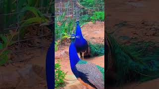 Peacocks sound ❤️🧡 birds peacock animals sound viralvideo viralahorts animalsoundsreal [upl. by Zertnom]