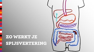 Hoe werkt je spijsvertering  Voedingscentrum [upl. by Sinnek21]