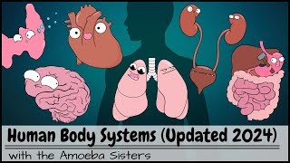 Human Body Systems Overview Updated 2024 [upl. by Colp]