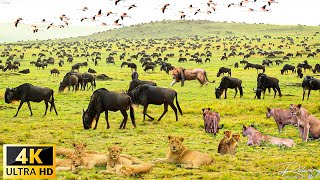 4K African Wildlife  The Worlds Greatest Migration from Tanzania to Kenya With Real Sounds [upl. by Helprin208]