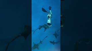 Swimming with Smiles🦈✨🐬🦈🤿🌊shorts youtubeshorts shortsfeed shortvideo viralvideo trending [upl. by Rosenthal]