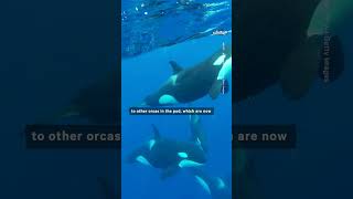 Scientists Baffled by Orcas Coordinated Attacks on Boats [upl. by Godred990]