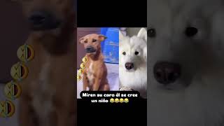 Miren su cara 🤣🤣😩 pets perros doglover chistesbuenos [upl. by Mcripley]