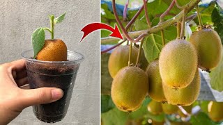 The farmer shared this secret with me Excellent kiwi breeding method  Relax Garden [upl. by Isteb]