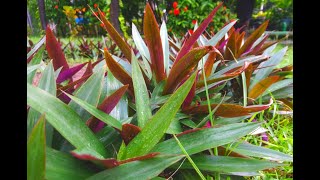 How to Propagate Tradescantia Spathacea Variegata in Water  Rhoeo Tricolor  Oyster plantBoat lily [upl. by Belldas997]