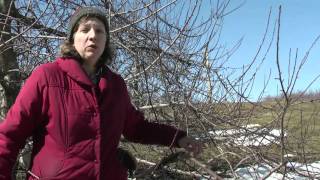 Pruning Apple Trees [upl. by Atse]