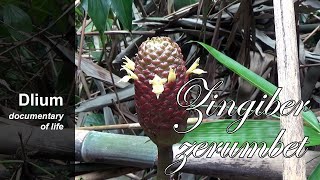 Shampoo ginger Zingiber zerumbet  part 1 [upl. by Mukerji]