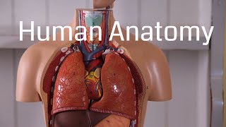 Basic Human Anatomy for Beginners [upl. by Starlin]