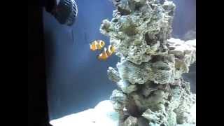 ORCA TL 450 nano tropical marine aquarium 1 week x2 juvenile clownfish Amphiprion percula [upl. by Pokorny]