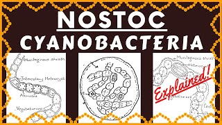 Nostoc Cyanobacteria  Structure Reproduction Habitat and Ecological Importance of Genus Nostoc [upl. by Einafpets410]